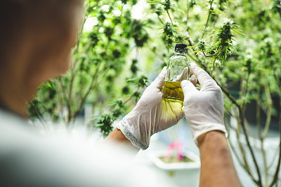 大麻植物CBD成分的醫(yī)學(xué)提取與自然科學(xué)研究進展